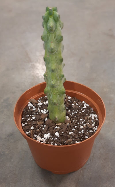 6" Cactus Booby Cactus